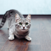 Our cats and dogs can cause serious carpet pet stains in our homes.