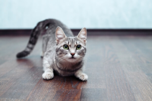Our cats and dogs can cause serious carpet pet stains in our homes.